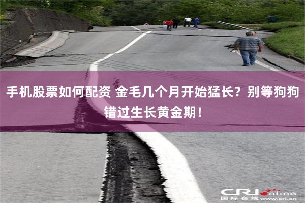 手机股票如何配资 金毛几个月开始猛长？别等狗狗错过生长黄金期！