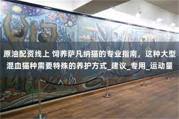 原油配资线上 饲养萨凡纳猫的专业指南，这种大型混血猫种需要特殊的养护方式_建议_专用_运动量