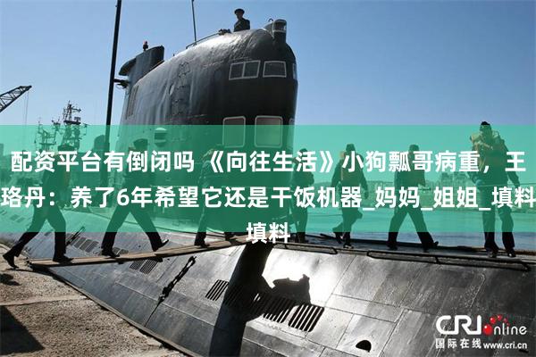 配资平台有倒闭吗 《向往生活》小狗瓢哥病重，王珞丹：养了6年希望它还是干饭机器_妈妈_姐姐_填料